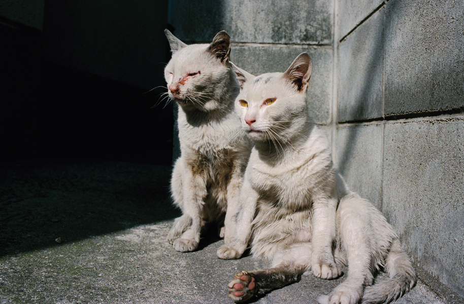 http://www.0-100editions.net/files/gimgs/42_10017p.jpg